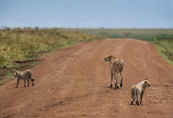 Cheetah and her cubs on mudtrack at Masai Mara, Kenya