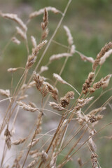 common reed warbler