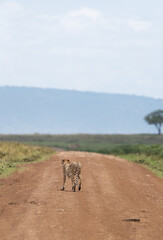 Cheetah moving on mudtrack at Masai Mara, Kenya
