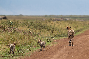 Naklejka na ściany i meble Cheetah and her cubs on mudtrack at Masai Mara, Kenya