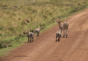 Naklejka na ściany i meble Cheetah and three cunbs moving on mudtrack at Masai Mara, Kenya