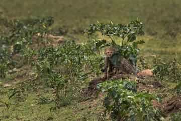 Cheetah cubs under green wild plant at Masai Mara, Kenya