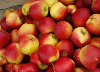 colorful tasty apples from orchard at autumn