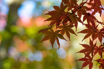 大威徳寺（大阪府岸和田市）の秋風景