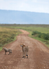 Obraz na płótnie Canvas A Cheetah and a cub on the mudtrack at Masai Mara, Kenya