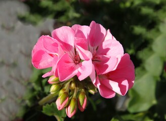 Obraz premium multicolor red,pink,purple flowers of geranium potted plant in summer