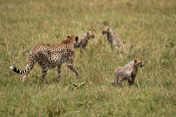 Cheetah with her cubs moving on the grasses at Masai Mara, Kenya