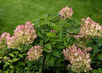 red,pink or white colorful flowers of hydrangea bush at autumn