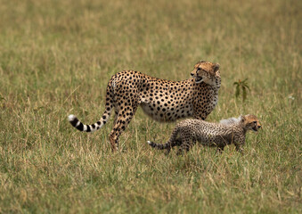 Cheetah and one of her cub at Masai Mara, Kenya