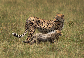 Portrait of a Cheetah with cub at Masai Mara, Kenya