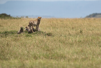 Cheetah with her four cubs on a mound at Masai Mara, Kenya