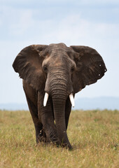 Portrait of a majestic African elephant in Savannah, Masai Mara