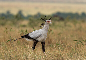Secretary bird in the grassland of Masai Mara, Kenya