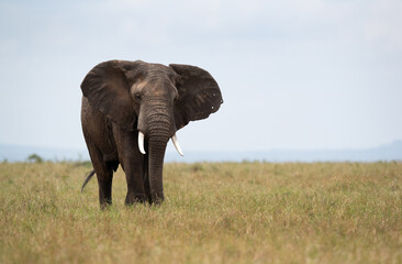 Fototapeta na wymiar A majestic African elephant in Savannah, Masai Mara