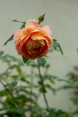orange rose