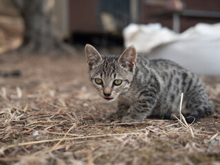Neugieriges Kätzchen