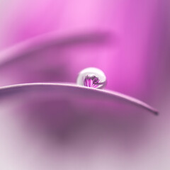 droplet of water in flower petal
