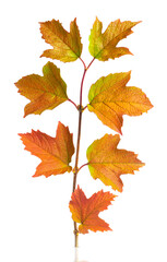 A twig with autumn bright leaves on a white background.