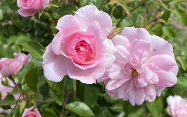 pink roses in garden