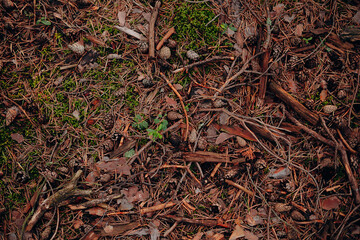 tea leaves background