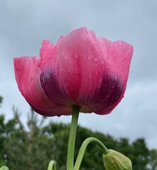 pink poppy against sky