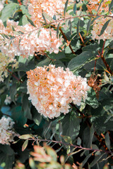 Beautiful photo of hydrangea flowers in the park. Summer sunny mood.