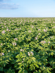Fototapeta na wymiar blooming potatoe plants under blue sky