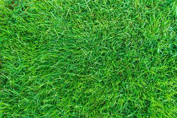 Green grass foliage background nature texture