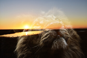 Beautiful Sunrise With Lion  Face Silhouette Looking Up 