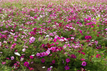 コスモスのある風景