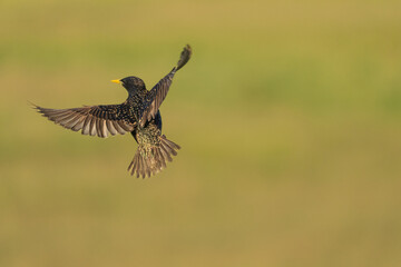 Common starling (Sturnus vulgaris)