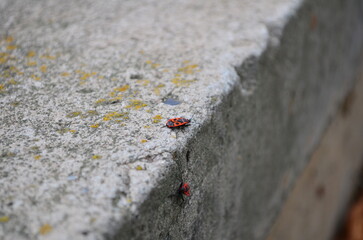 ants on the ground