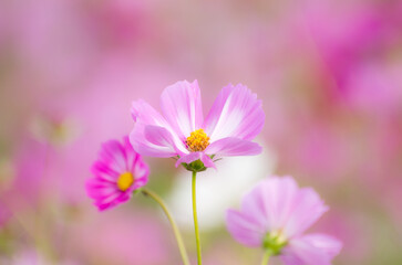 コスモスのある風景
