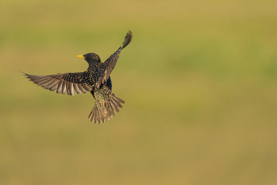 Common starling (Sturnus vulgaris)