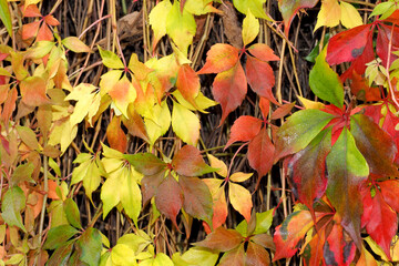 autumn leaves background
