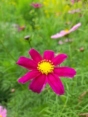 Obraz premium pink cosmos flower