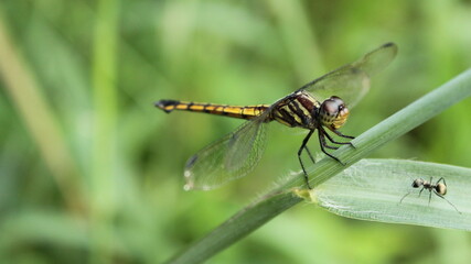 Close-up of a Yellow-tailed Ashy Skimmer (Potamarcha congener) facing a little black ant (Monomorium minimum)