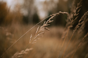 Fototapeta premium Dried plants of cereal weeds on a blurred background, close-up