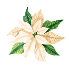 White poinsettia Christmas flower watercolor illustration. Hand drawn New Year celebration symbol. Traditional winter decoration plant. Realistic botanical image for postcards and greeting invitations