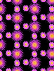  set seamless colorful flowers pattern background design vector