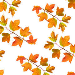 Pattern Seamless Autumn branch with colorful leaflets.