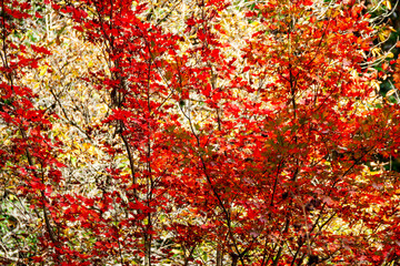 紅葉と黄葉のコントラスト