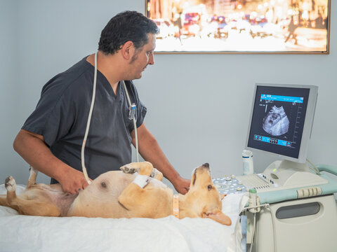 Veterinarian Doing Abdominal Ultrasound On Dog