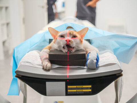 Injured Cat In MRI Scanner