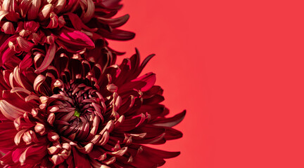  Monochromatic background of red colour. Sophisticated chrysanthemum bouquet in bright sunlight. Minimalist floral background with copy space. Trendy colour concept.