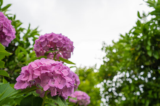 梅雨空 の画像 1 110 件の Stock 写真 ベクターおよびビデオ Adobe Stock