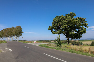 Fototapeta premium 美瑛の丘