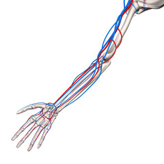 Obraz na płótnie Canvas 人体上肢部血管網