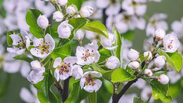 White flowers blooming in fruit tree in fresh spring nature Growing Time lapse 4K