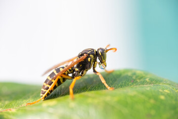 The wasp is sitting on green leaves. The dangerous yellow-and-black striped common Wasp sits on leaves...